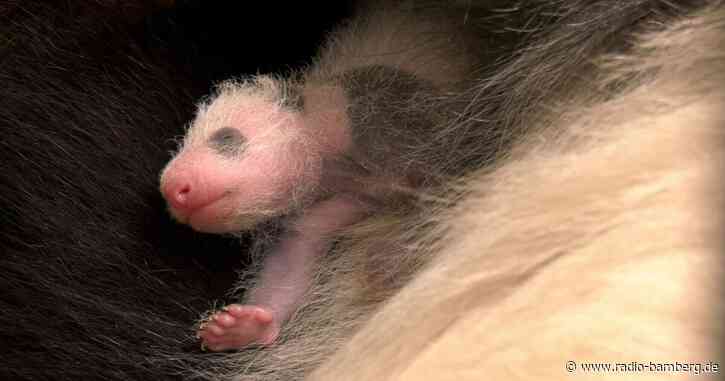 Panda-Zwillinge im Berliner Zoo entwickeln sich prächtig
