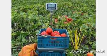 "Zoektocht naar een betere kwaliteit van pompoen"