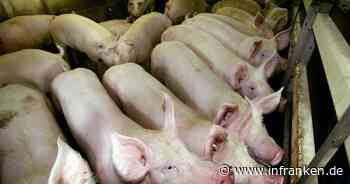 Institut: Hoher Antibiotika-Einsatz in Masttierhaltung