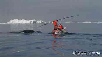 100 Jahre alte Harpune im Nacken: Forscher entdecken wohl ältesten Wal der Welt