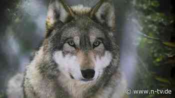 Autor Tibor Rode im Interview: "Der Wolf triggert bei uns Menschen etwas Evolutionäres"