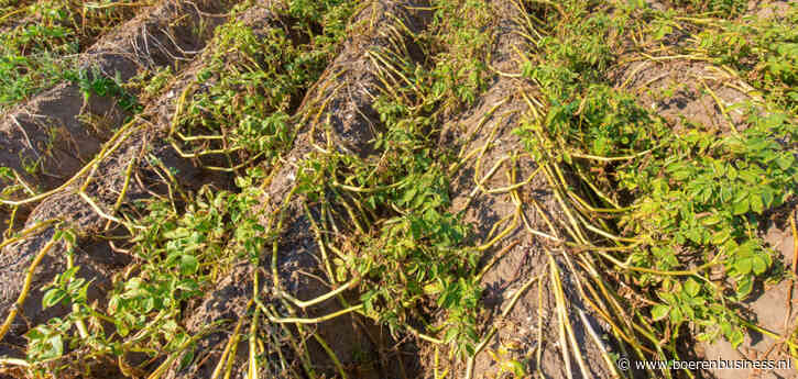 Nagroei of geen nagroei, dat is de vraag