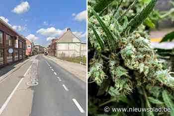 Cannabisplantage opgerold in centrum Kuurne