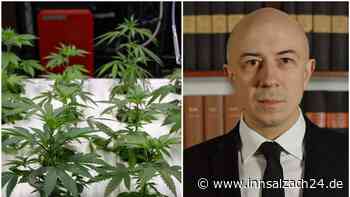 Anbau und Ernte von Cannabis: Fachanwalt Grubwinkler zu rechtlichen Grauzonen und Risiken