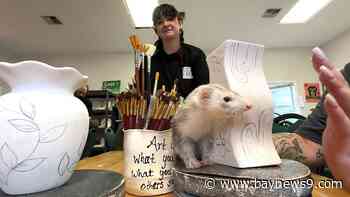 Ferrets add joy to pottery painting at Orlando's Super Awesome Cool Pottery
