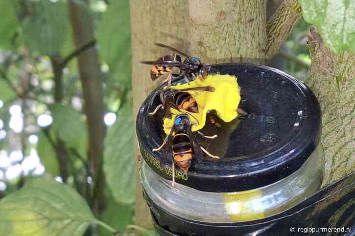 Aziatische hoornaar voor het eerst gesignaleerd in Purmerend, zoektocht naar nest gestart “we moeten snel zijn”