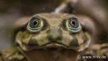 Vom Aussterben bedrohte Frösche: Behörden beschlagnahmen "Viagra der Inka"