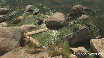 Cyanobacteria advisory remains in place for Henderson Lake