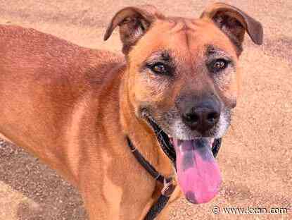 Williamson County Regional Animal Shelter extends hours for free adoption event