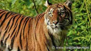 Tijger Diergaarde Blijdorp dood na eerste fokpoging