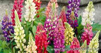 Go loopy over Lupins and save money too!