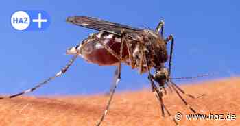 West-Nil-Virus: Pferd in der Region Hannover ist erkrankt