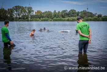 Spectaculaire cursus aan de Paalse Plas: Wat doe je als je met de auto in het kanaal rijdt?