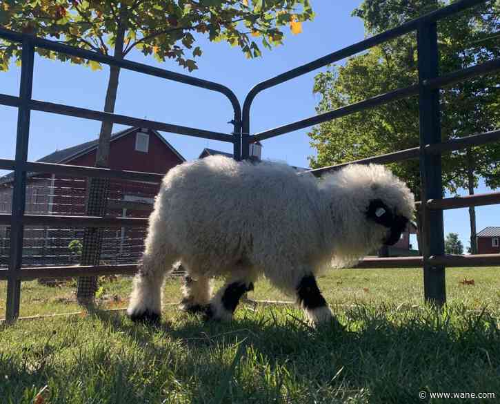 Sheep Meet and Greet introduces London and Lucky