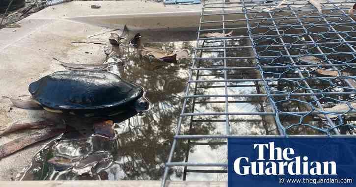 New tunnels allow turtles to migrate while keeping foxes at bay - video