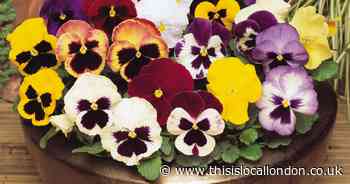 Save £12 with garden-ready bedding plants from You Garden