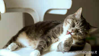 Il prurito nei gatti: cause, sintomi e rimedi