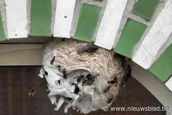 Alleen bij direct gevaar komt Brusselse brandweer nog gratis tussen om nesten Aziatische hoornaars te verdelgen