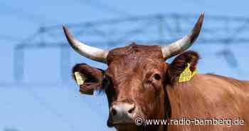 Mann von Bullen schwer verletzt