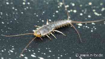 "Kommen mit der Post": Schädlingsbekämpfer kämpfen gegen uralten Feind