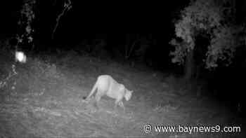 Endangered Florida panther spotted four times on trail cameras in Polk County