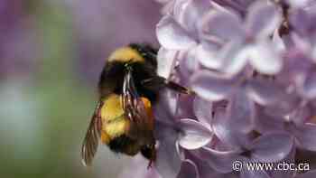 How the Métis Nation of Alberta is surveying land for signs of bumblebees at risk
