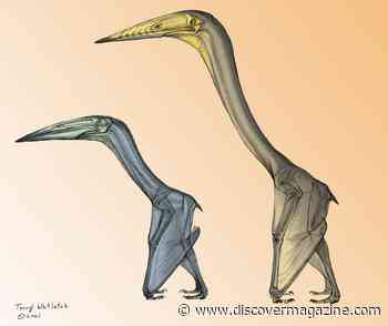 Two Different Pterosaur Fossils Reveal That the Creatures Likely Used Flying Methods