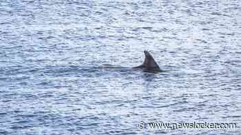 34 walvissen geteld in Nederlandse wateren, stichting maakt zich zorgen