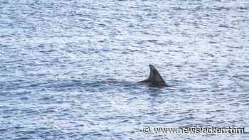 34 walvissen geteld in Nederlandse wateren, waaronder moeder met kalf