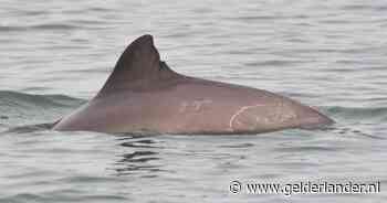 Weinig bruinvissen gespot op eerste nationale walvisteldag: ‘zorgwekkend’