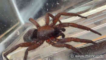 „Rannte einfach rein“ – Frau postet Bild von ungewöhnlicher Spinne im Internet