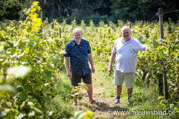 Wijnboeren geconfronteerd met historisch lage druivenoogst: “In beste geval 50 procent van normale opbrengst”