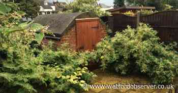 Where are Hertfordshire's Japanese Knotweed hotspots?