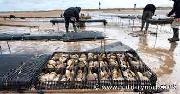Groundbreaking project reintroduces native oysters into Humber Estuary