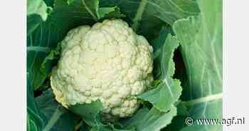 Groei met 50 duizend voetbalvelden per jaar nodig om 2030-doel bioteelt te halen