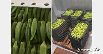 Senegal: Areaalinkrimping okra