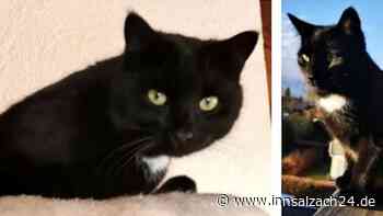 Kater Pauli in Bernau am Chiemsee verschwunden - wer hat ihn gesehen?