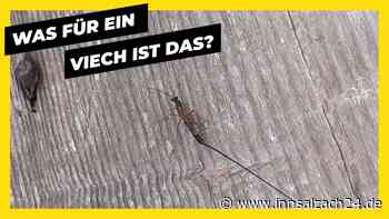 Rätselhaftes Insekt bei Oberaudorf entdeckt: Wer kann es identifizieren?