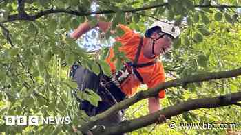 City hosts national tree climbing competition