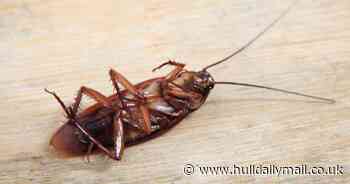How your bathwater could be inviting cockroaches into your home, warns UK pest expert