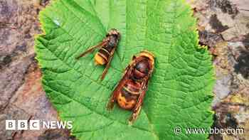 Public urged to report Asian hornet sightings