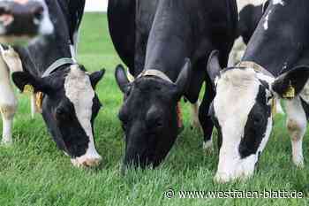 PETA zeigt Landwirte an: Werden Kühe im Kreis Höxter geschlagen?
