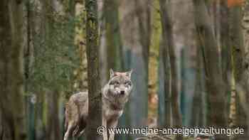 Verwechslung in der Rhön: Falscher Wolf abgeschossen