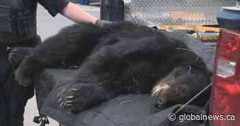 B.C. implementing guidelines to protect black bears and grizzlies