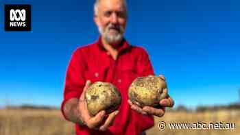 Skin-deep beauty standards for Australian potatoes leading to 'absurd' amount of waste