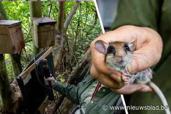 Zo wil Schotse boomverzorger de eikelmuisjes redden, ook in Limburg: “Hopelijk vinden ze het hol”