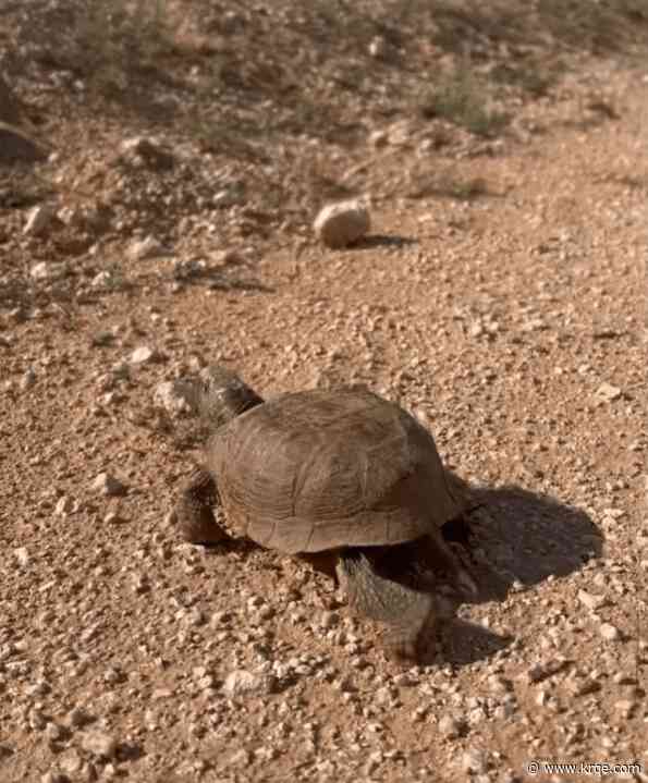 New Mexico Game and Fish urges drivers to watch for turtles on roads