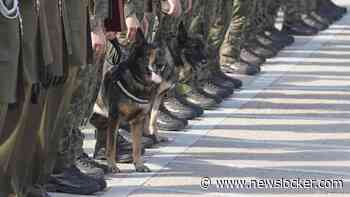 Polen geeft honden in het leger voor het eerst een militaire rang als eerbetoon