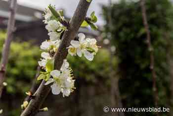 Gemeente Puurs-Sint-Amands deelt 1.000 gratis bomen uit