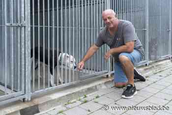 Dierenasiel Lommel is op zoek naar vrijwilligers: zondag infomoment in Eksel